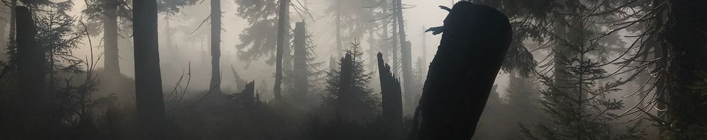 Tajemný les v ranní mlze