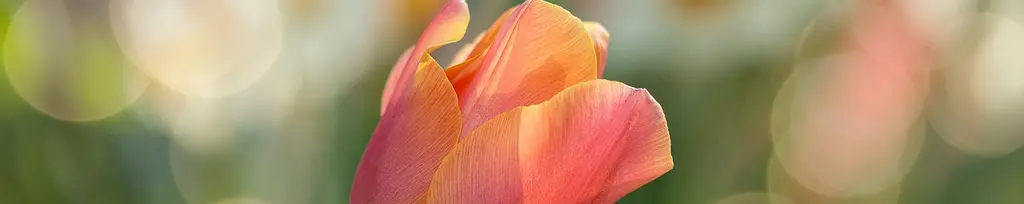 tulip-2189317_1280