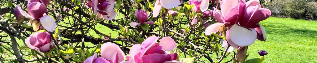 IMG20250420142617