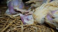 Supermarket Albert žaluje Obránce zvířat. Chce omluvu za kritiku podmínek chovu kuřat