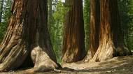 Sequoia: domov gigantů aneb poznejte národní poklad USA