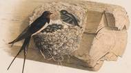 Ničení hnízd vlaštovek nebo jiřiček je protizákonné. Dříve běžní ptáci nemají dnes kde stavět