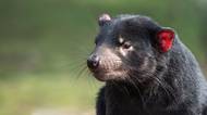 Ďábel medvědovitý či tasmánský čert se naučil bojovat s rakovinou, která decimovala jejich populaci