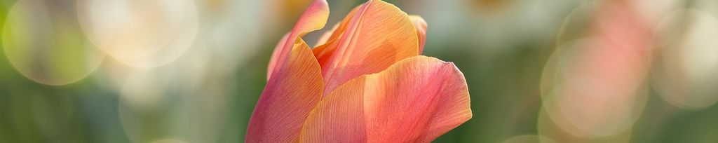 tulip-2189317_1280