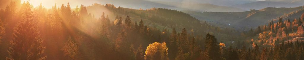 morning-fog-creeps-with-scraps-autumn-mountain-forest-covered-gold-leaves