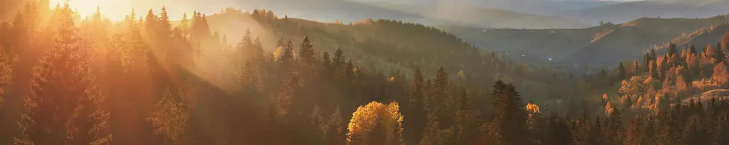 morning-fog-creeps-with-scraps-autumn-mountain-forest-covered-gold-leaves