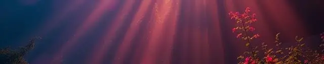 Magic forest 