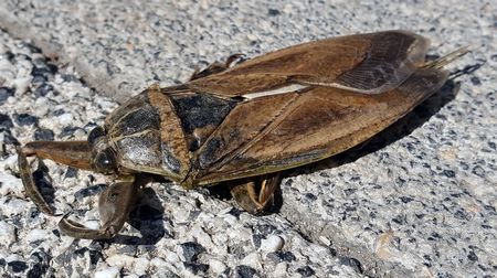 Nezahrávejte si s mohutnatkou, vylekaná vás může nepříjemně štípnout a začala řádit i u nás v Evropě