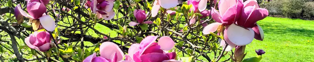 IMG20250420142617