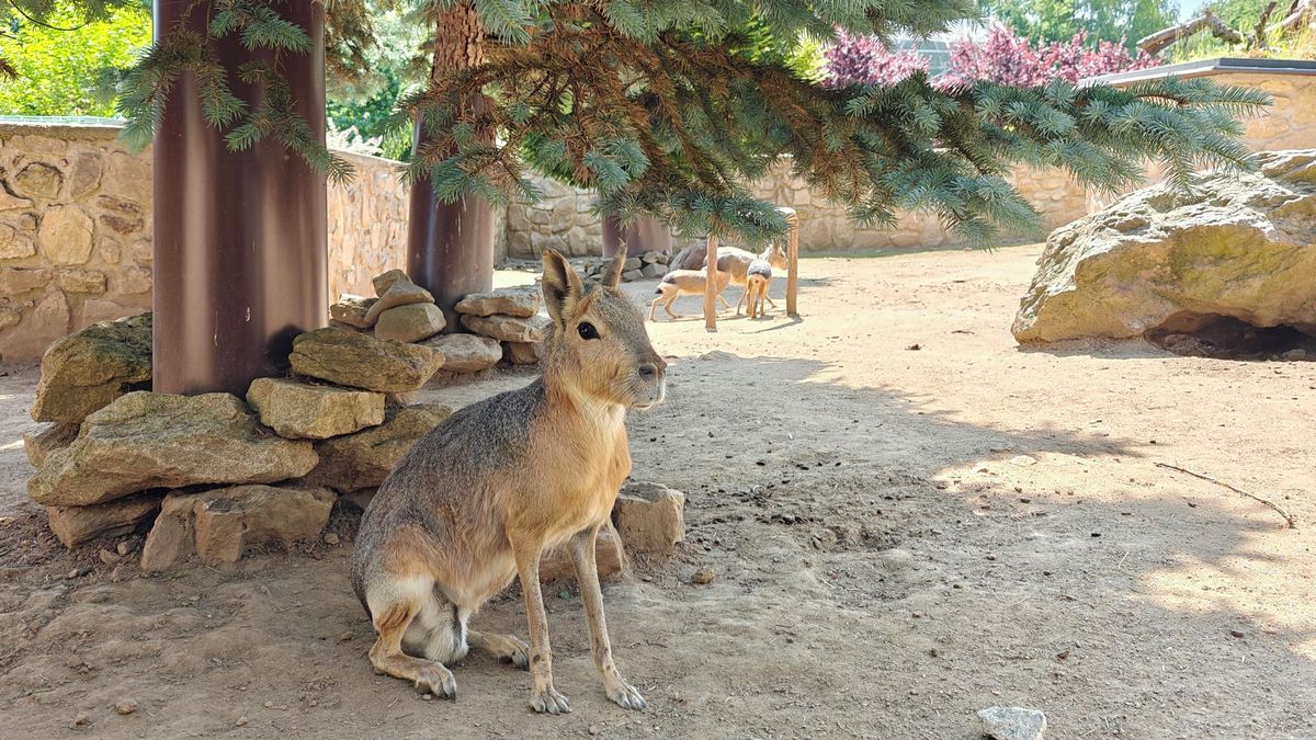 Zoopark Na Hrádečku potěší velké i malé návštěvníky - Médium.cz