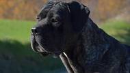 Cane corso: Válečný pes, lovec divokých prasat, drsný ochránce majetku a razantní obranář