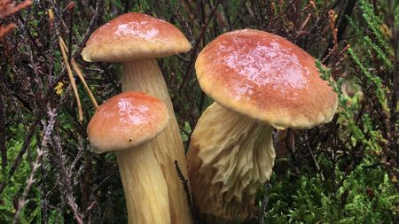Americký hřib Aureoboletus projectellus je již v Pobaltí a Polsku, odkud se šíří k českým hranicím