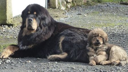Tibetská doga: Smrtící strážce stád a klášterů. Nekompromisní ochránce je noční můrou zlodějů