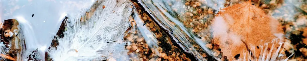 Feathers on Water