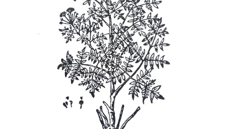 bolehlav-plamat-m-dium-cz