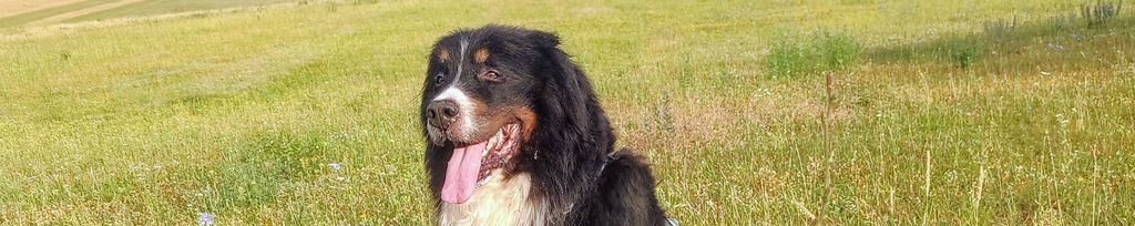 IMG_20250704_064432~2 - kopie