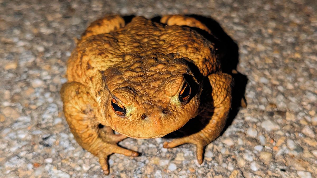 Oko Ropuchy 21. březen - doba rovnodennosti i rozmnožování ropuch. Ropuchy se tak ...