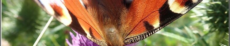 117771641_2782460725374382_8792046261782483096_n