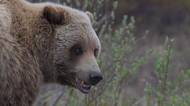 Šest minut řevu a pak nic. Timothy Treadwell zbožňoval medvědy, jeden ho rozsápal přímo před kamerou