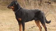 Beauceron není pes pro každého. Chyby ve výchově u něj mohou přijít draho